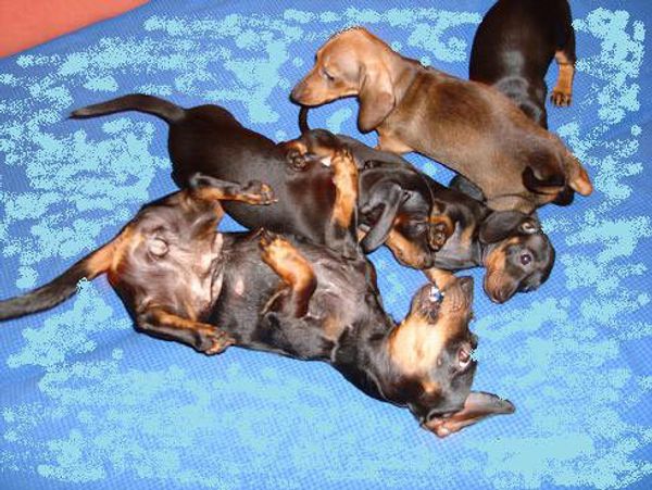 Такса кроличья гладкошерстная Такса кроличья гладкошерстная