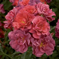 Синко Де Майо (Cinco De Mayo)