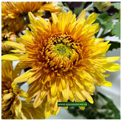 Яркие подсолнухи