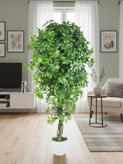 Шеффлера 170см в кашпо