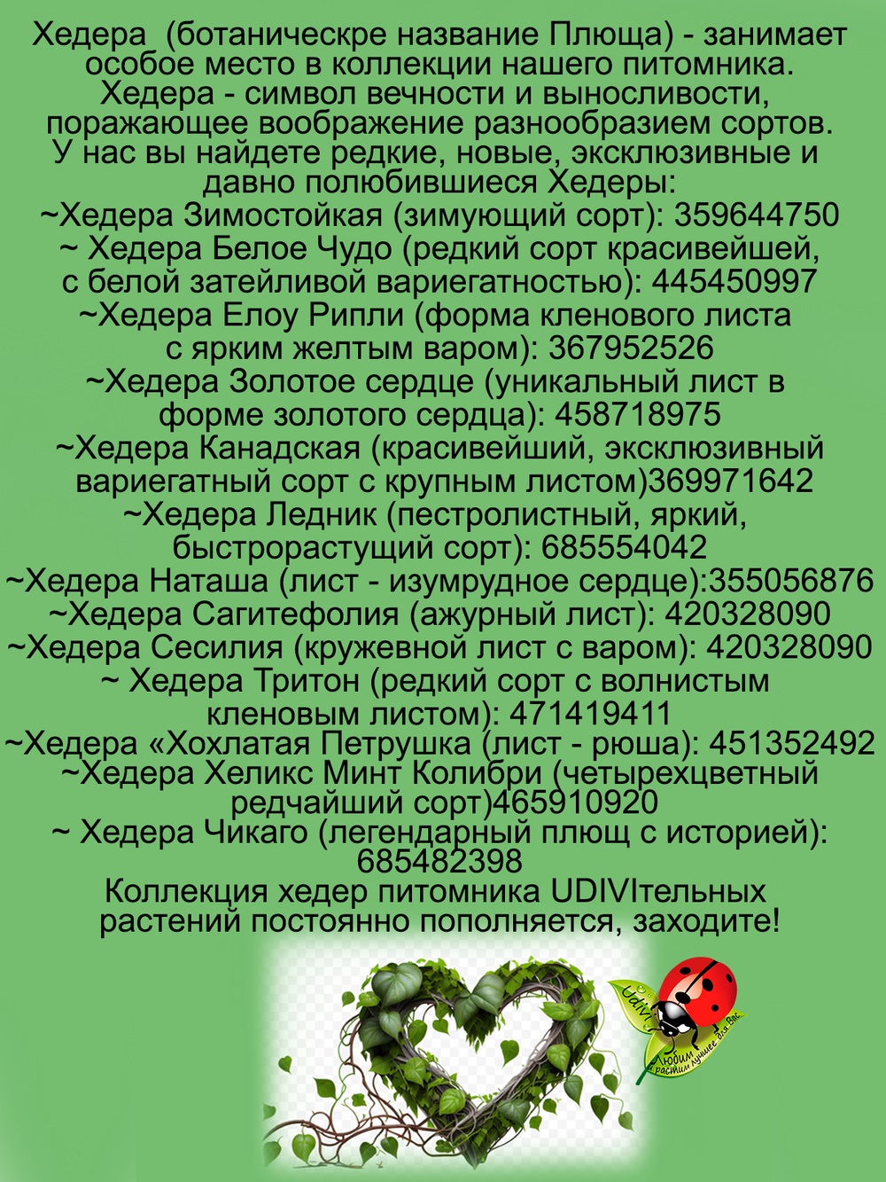 Хедера Канарский плющ