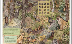 По лесным тропинкам