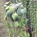 Дисхидия PLATYPHYLLA