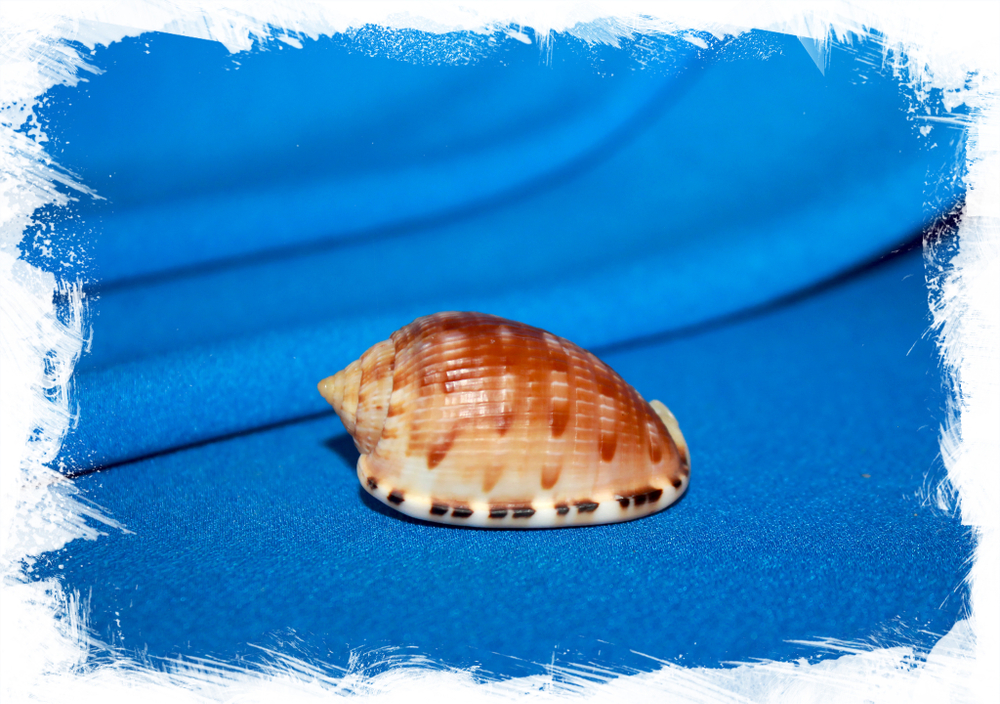 Cypraecassis testiculus