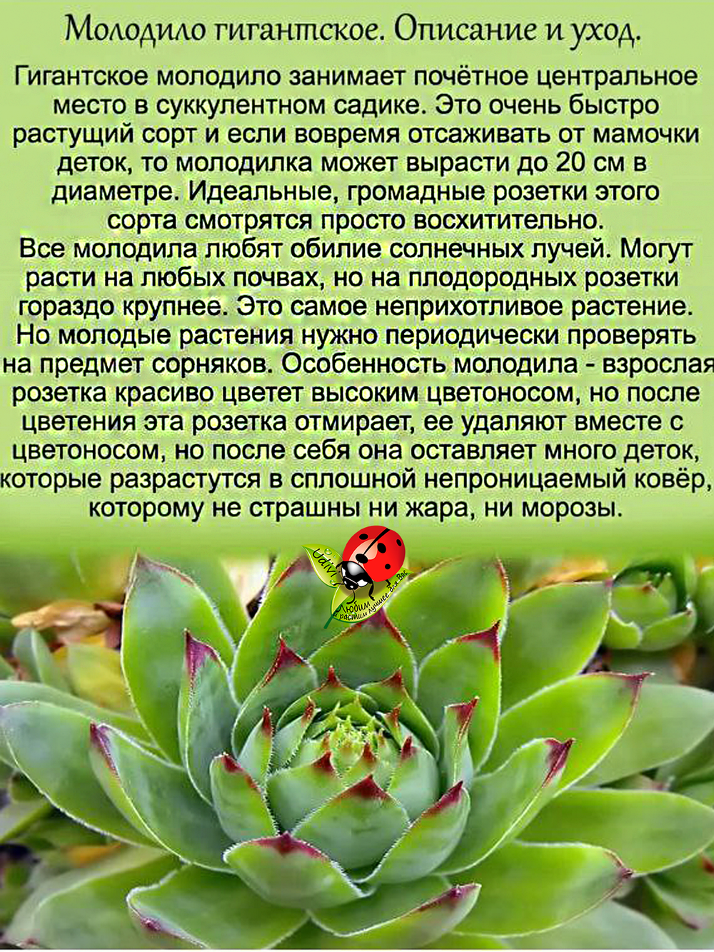 Молодило гигантское каменная роза многолетник
