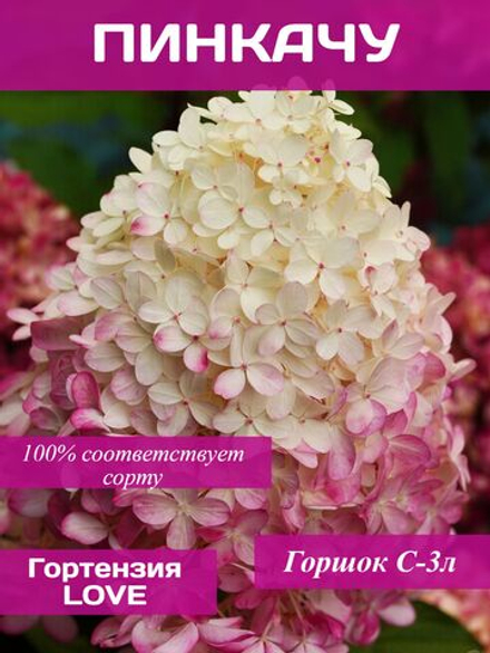 Пинкачу гортензия метельчатая