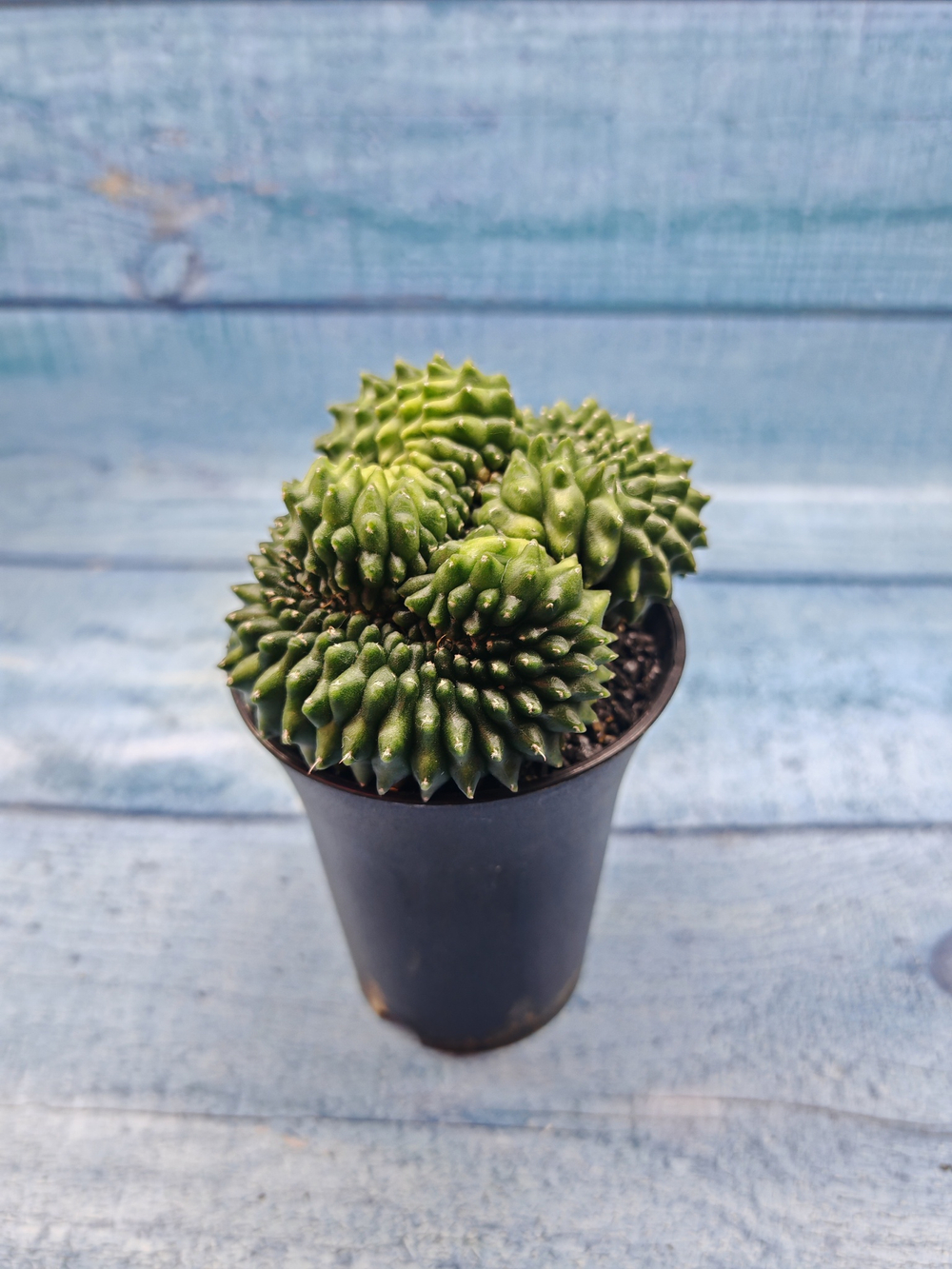 Gymnocalycium Spineless Crested form (Гимнокалициум Кристатный)