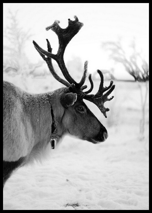 Интерьерная картина в технике цифровой печати. АРТ 018 Черное и белое