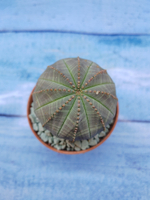 Euphorbia Obesa (Эуфорбия)