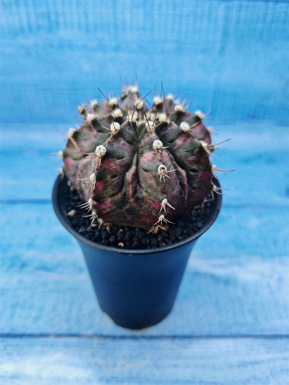 Gymnocalycium T-Rex Pink hybride (Гимнокалициум T-rex)