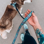 потяг с амортизатором на 1 собаку поларис бирюзовый