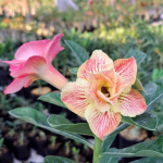 Адениум SRAGEN ASRI