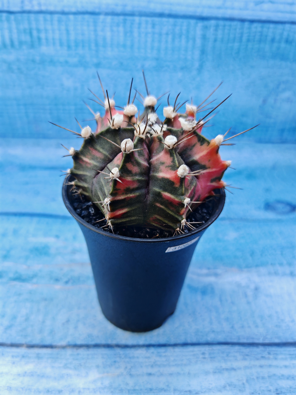 Gymnocalycium Variegata (Гимнокалициум Вариегатный)