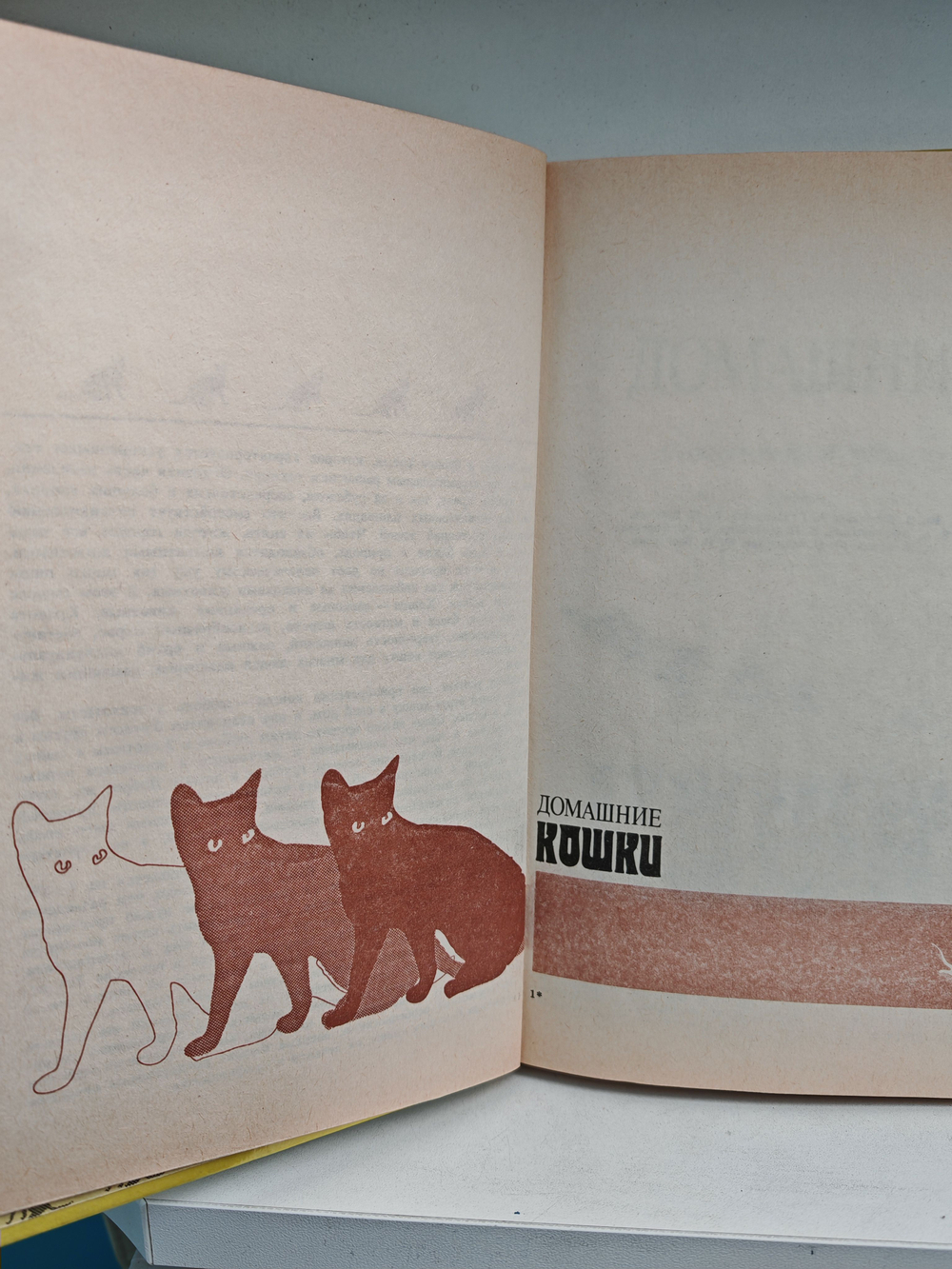 Домашние кошки