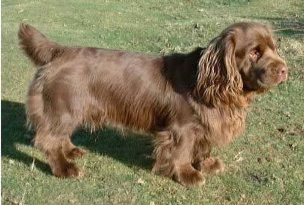 Суссекс-спаниель