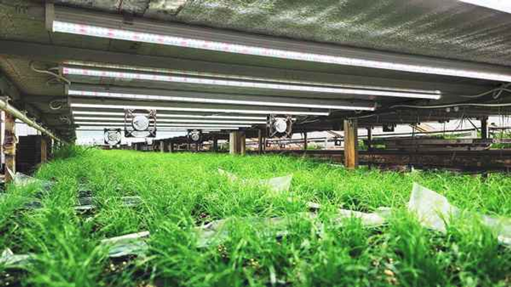 Фитолампа для растений линейная VA-3 90 см 20Вт