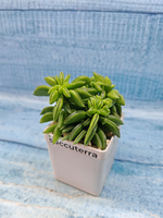 Peperomia Dolabriformis (Пеперомия)