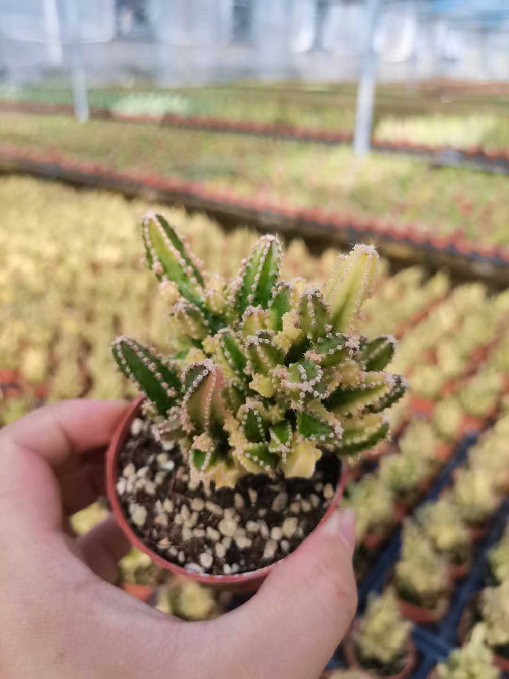 Кактус super mix д.7,5