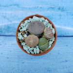 Lithops sp. (Литопсы)