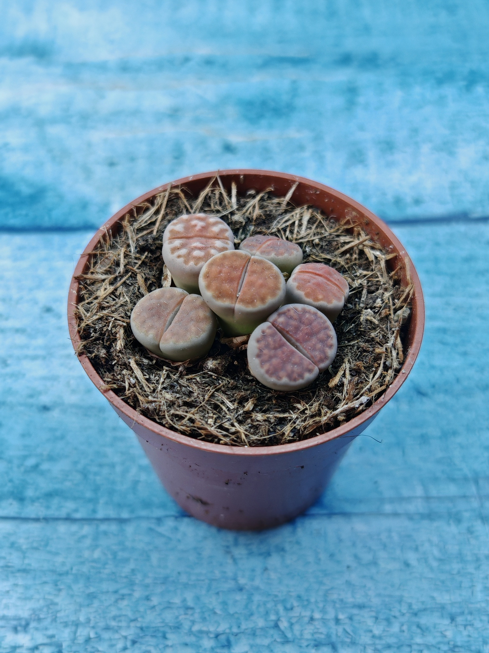 Lithops sp. (Литопсы)