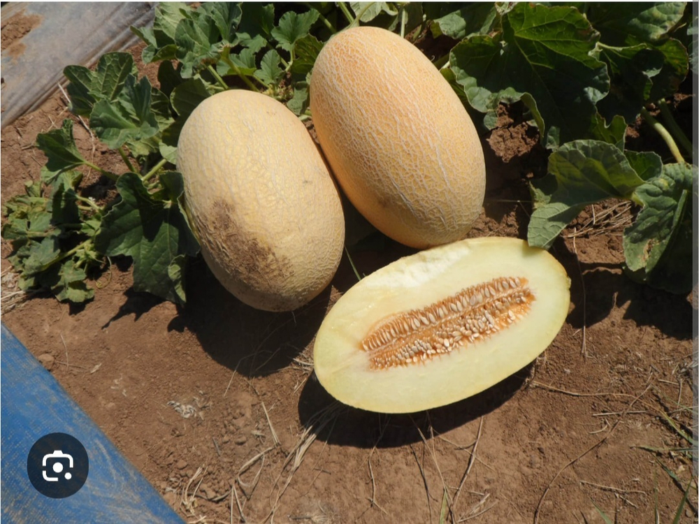 Дыня Лукстар F1 - Lookstar F1 1000 семян