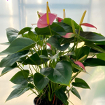 Антуриум Андре VIOLET LOVE