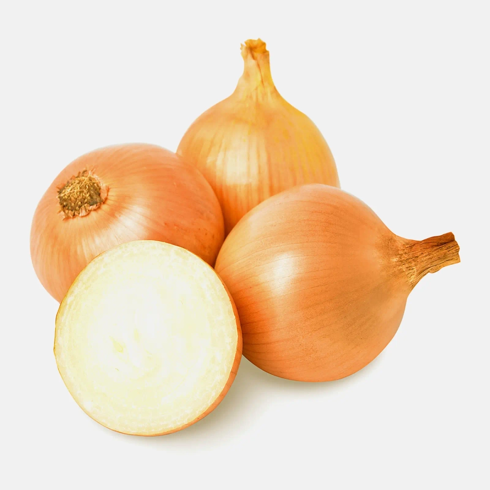 Лук репчатый