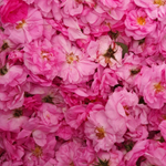 ❤️ Роза дамасская (Rosa × damascena) — эфирное масло — 25 дней ухода за лицом — в день всех влюблённых у Феи