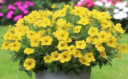 ЕВРО Petchoa BEAUTICAL Yellow Sun неукор черенок ноябрь 2025