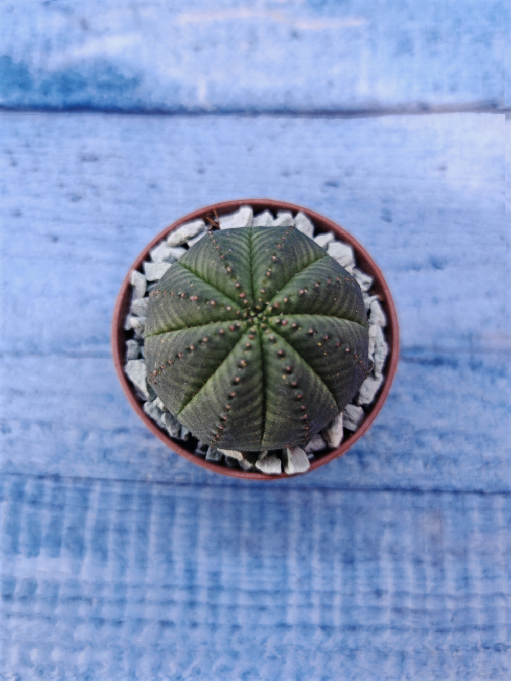 Суккулент Euphorbia Obesa (Эуфорбия)
