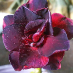 Адениум обесум 050 3-Layer Black