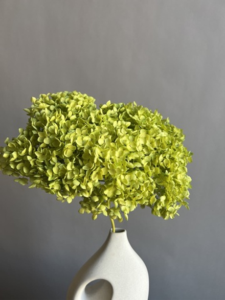 Гортензия стабилизированная салатовая