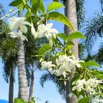 Райтия священная – Wrightia religiosa