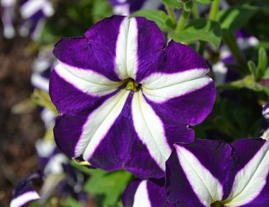S6090 Петуния кустовая Multiflora MIRAGE BLUE STAR 100 шт.