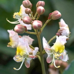 Хиптаж бенгальский – Hiptage benghalensis