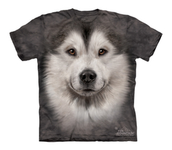 Alaskan Malamute Face