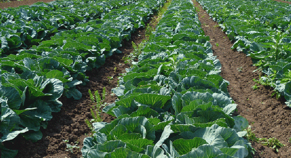 ЧАМП F1 семена капусты белокочанной (Seminis | Alexagro) – фото 7