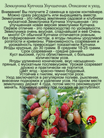 Земклуника Купчиха улучшенная сладкая пряно-мускатная