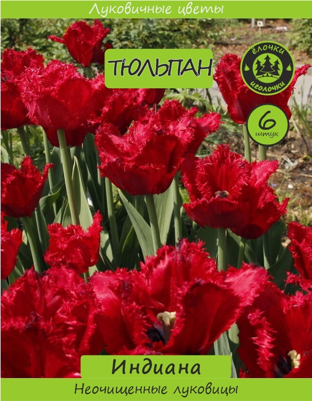 Тюльпан Луковица, Индиана, 6+ шт