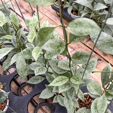 Хойя LACUNOSA LEOPARD SKIN