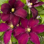 Клематис Niobe (3 группа обрезки )