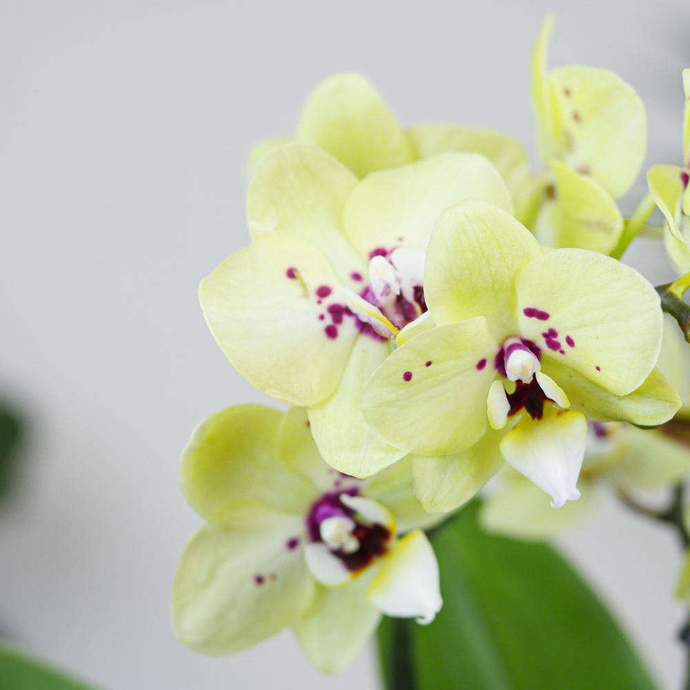 Готовый флорариум с орхидеей Лайм Икос L