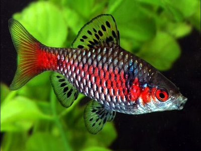 Барбус Одесский Алый