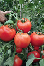 Хабль F1 семена томата детерминантного (Гавриш)