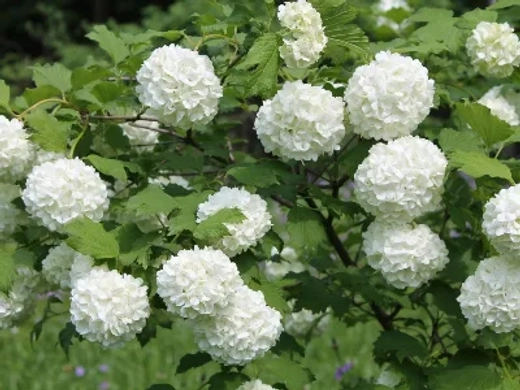 Калина обыкновенная Розеум штамб 90 см Закупка М66 апрель 20026