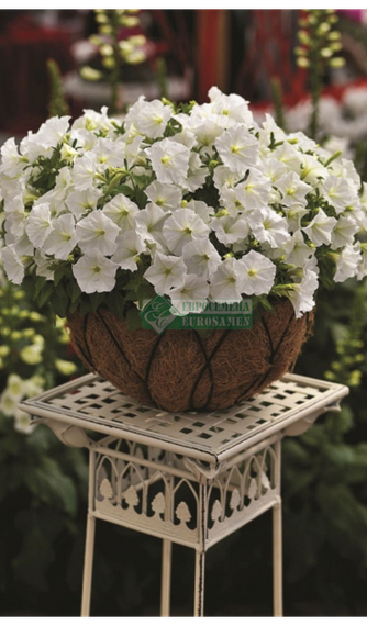 Петуния PICOBELLA WHITE (Драже) – фото 1