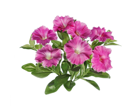 Петуния куст ярко-сиреневый 20 см