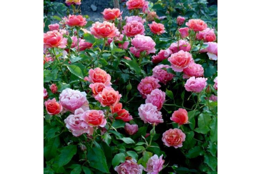 Роза Жан Кокто штамб 90-100 см Закупка М17 весна 2026