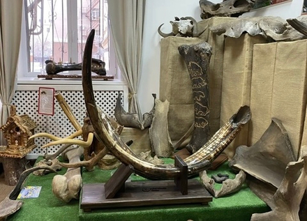 Бивень мамонта "К свету"