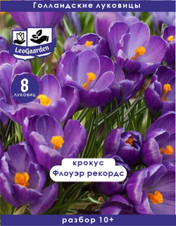 Крокус Луковица, Флоуэр рекордс, 8шт